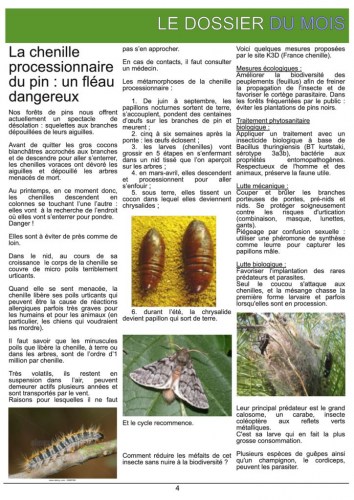 thumbnail of La chenille processionnaire Les Sources n°1