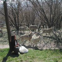 Sortie, visite et animation au Parc des loups du Gévaudan