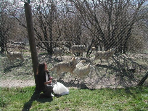 Sortie, visite et animation au Parc des loups du Gévaudan